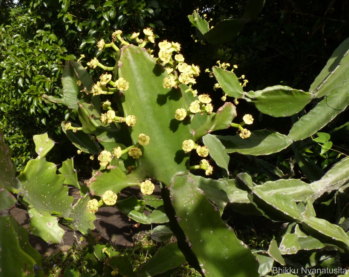 Euphorbia antiquorum L.